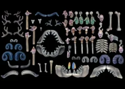 Dead Animal Bits