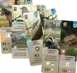 Forêt Mixte : Dartmoor