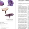 Herbalist’s Primer