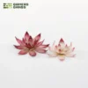 Laser Plants - Lotus Flower